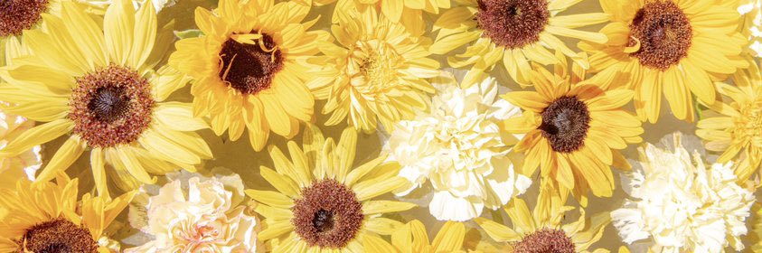 rin_osushi_'s profile banner image