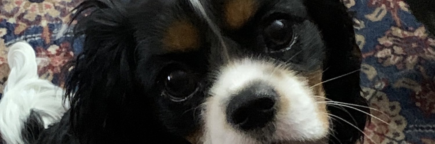 centrechick's profile banner image
