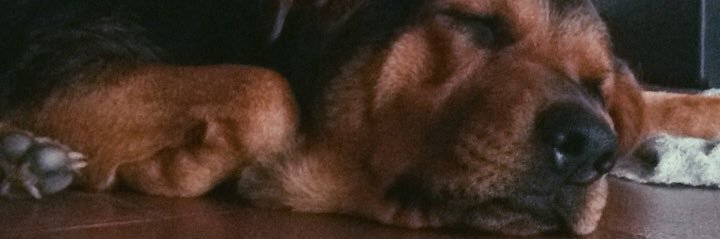 diaz_cami's profile banner image