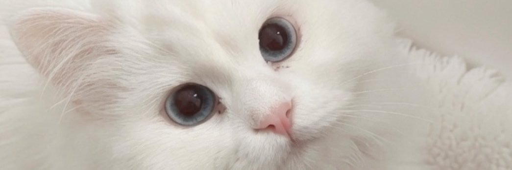 cutesiimar's profile banner image