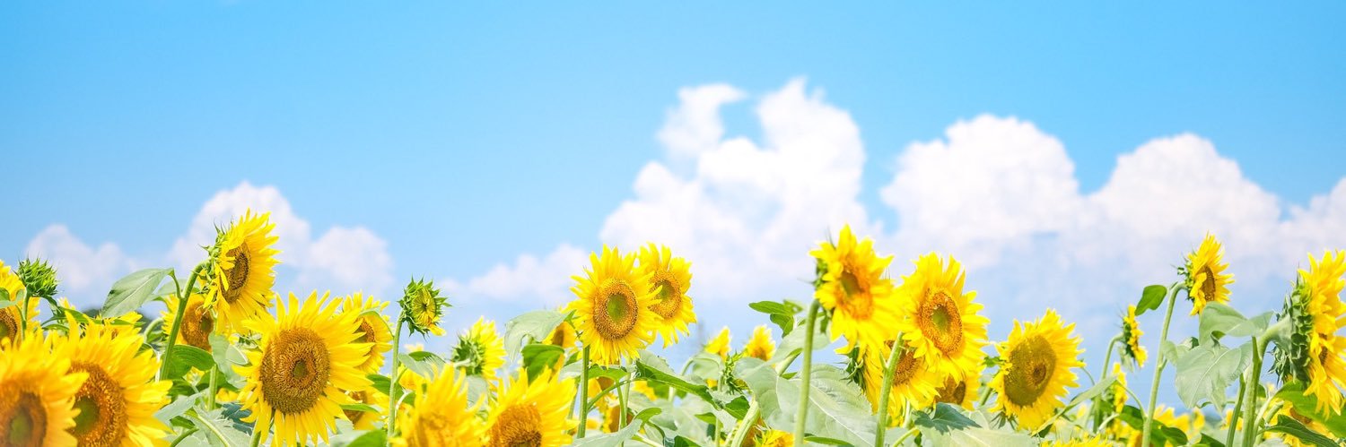 (Slow) sweet-zz ☀️🌻 banner