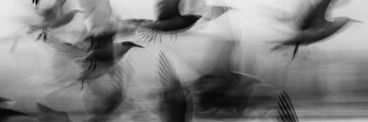 sean banner