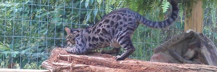 AvaloCats's profile banner image