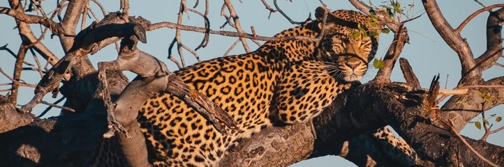 Carole Geddes banner