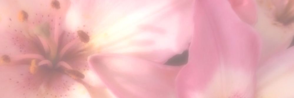 bunnyroo banner