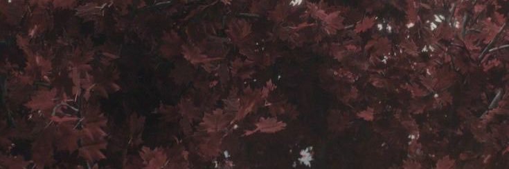 Alysanne Blackwood banner