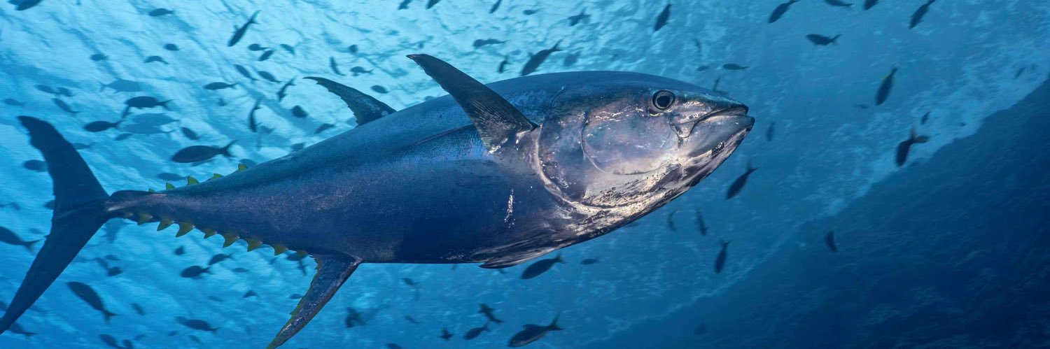 Tuna banner
