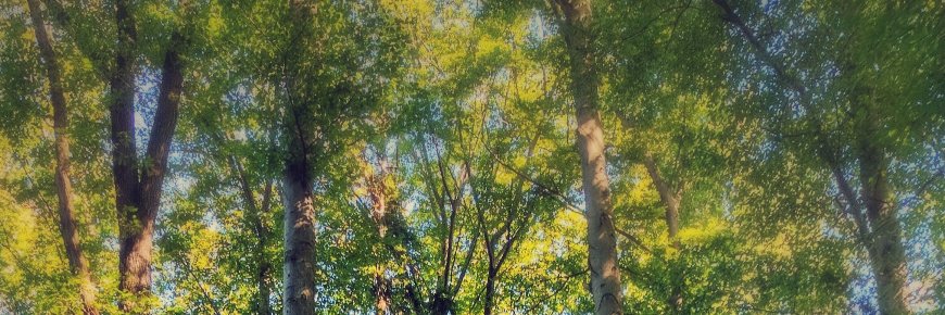 matthispam's profile banner image