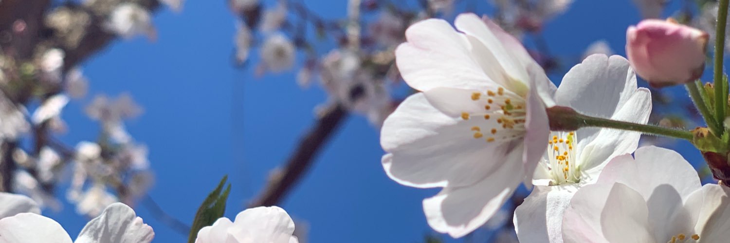 ManaSoledad's profile banner image