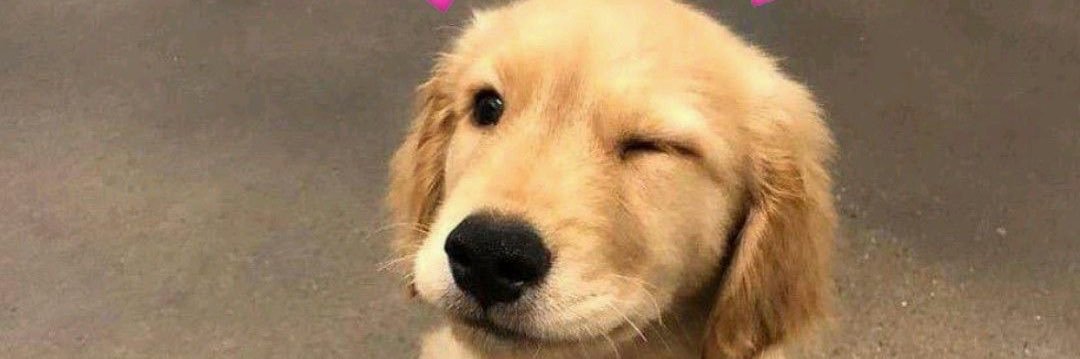 Dog🐕 banner