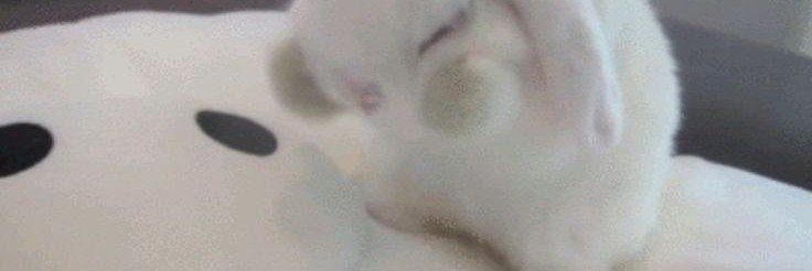 sillybnny's profile banner image
