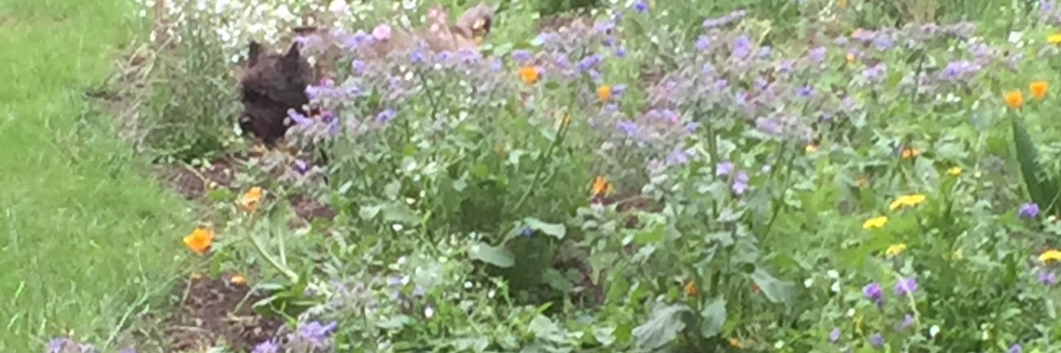 Sheena_Muncie's profile banner image
