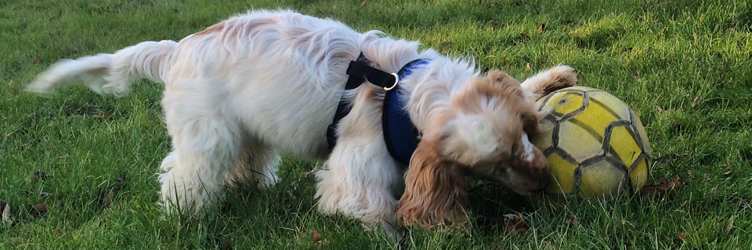CDG_Andy's profile banner image