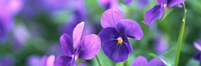 sumire_o87's profile banner image