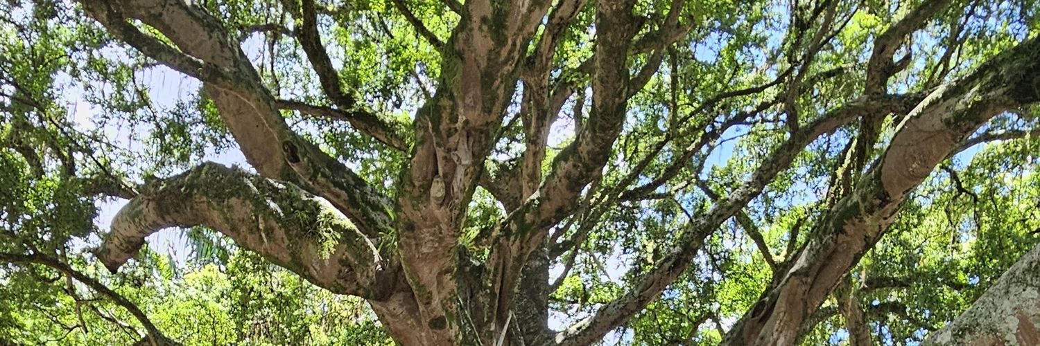 Veronica Franco banner