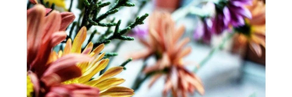 Sofia_Visual's profile banner image