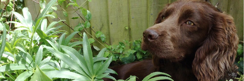 Chloe MacDonagh banner