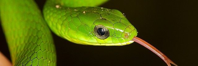 NEONMAMBA banner
