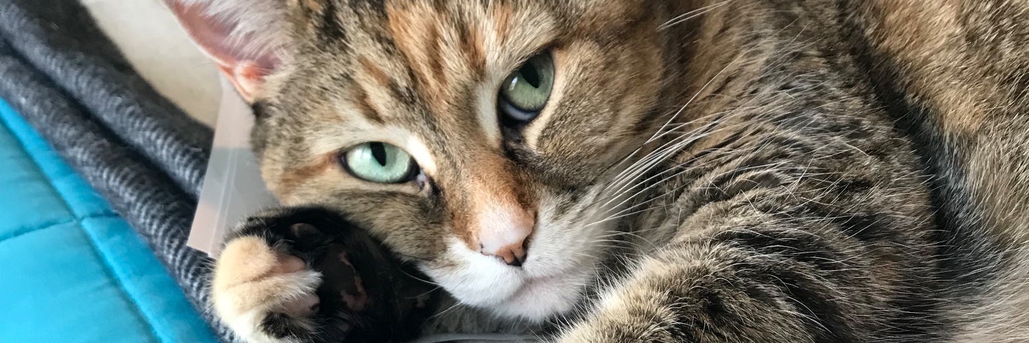 AlanaaWhitee's profile banner image