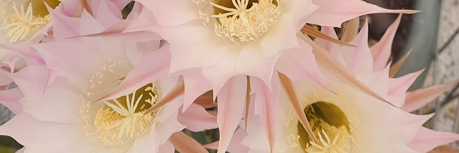 LaGataNegra💜 👨🏻‍🚀 banner