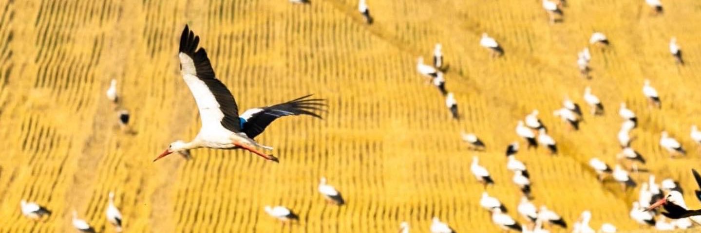 Jennifer_Nuit's profile banner image