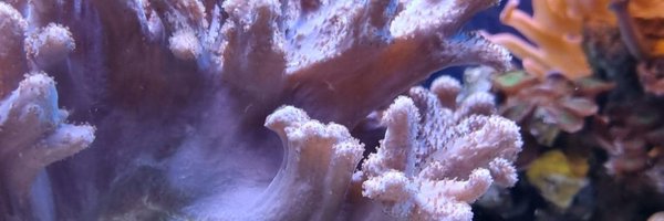 Lunarbiscuits Profile Banner