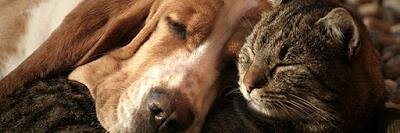 Sofía Martínez H. banner