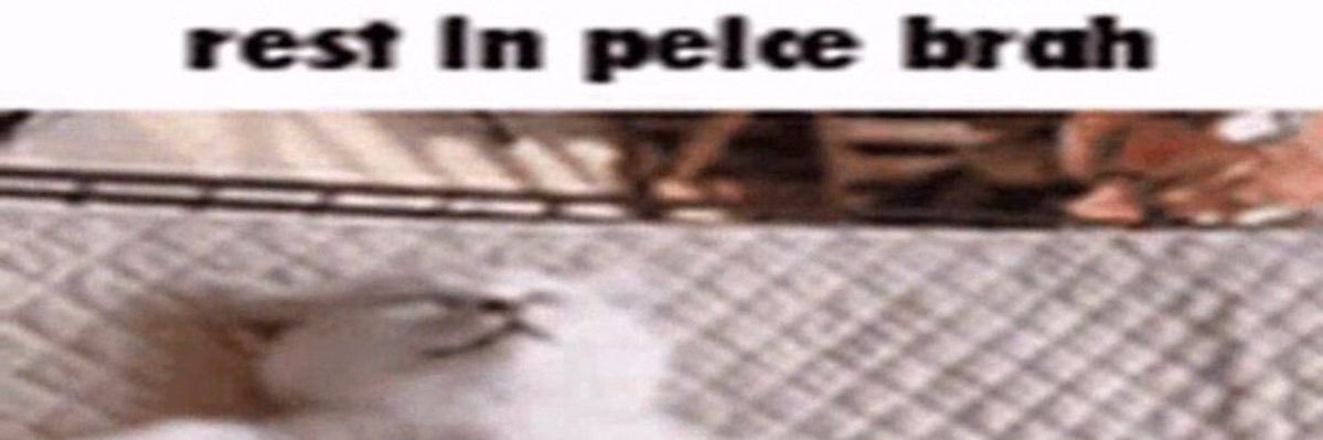 fungi banner
