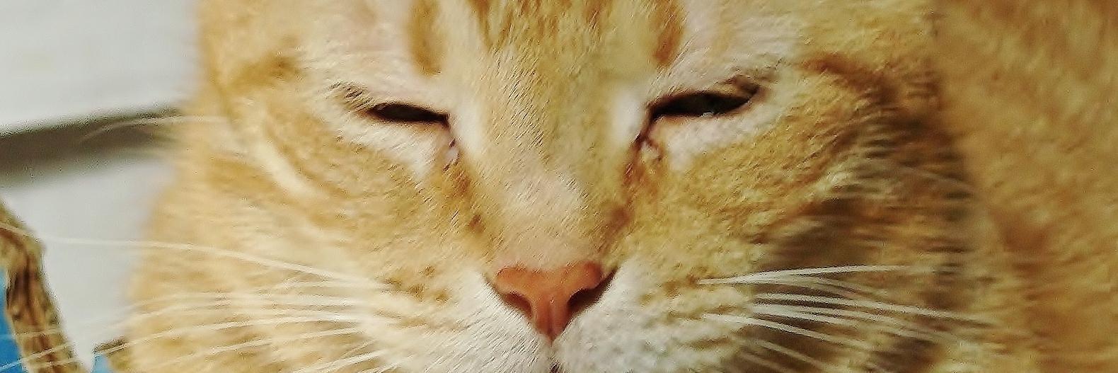 jessix's profile banner image