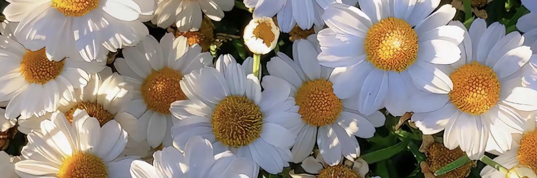 清婷 banner