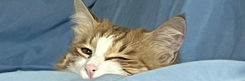 oblomov72's profile banner image