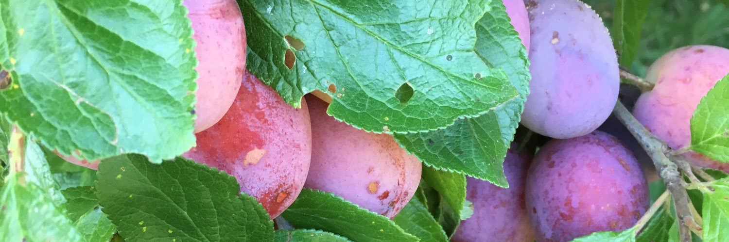 The howtocuredyslexia Band banner