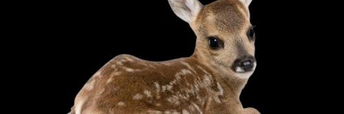 putatrix's profile banner image