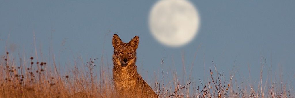 irisbelmear's profile banner image