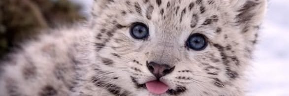 Snow Leopard banner