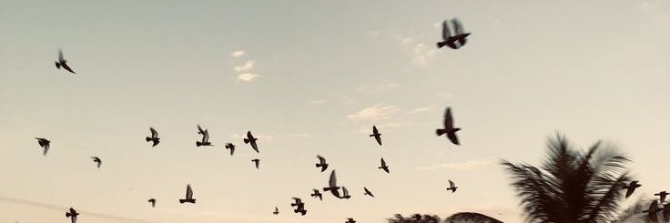 farhann²⁷ banner