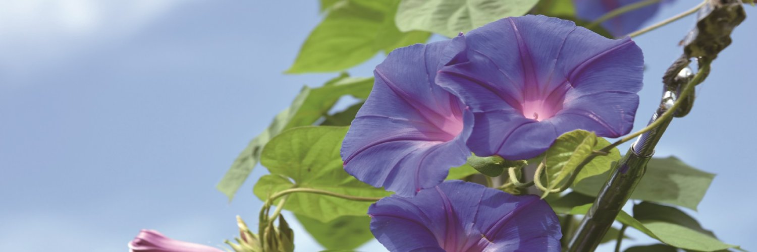 Borderlink's profile banner image