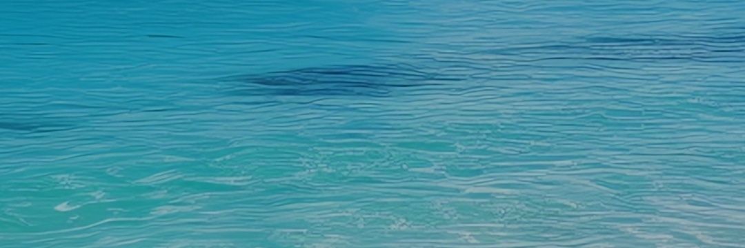 TamePhoenix's profile banner image