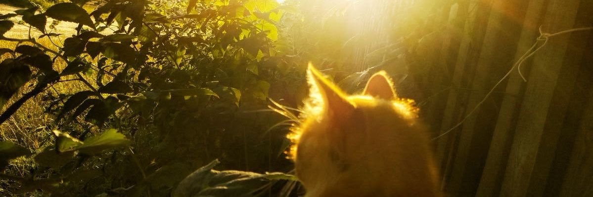 asabyn²⁷🐈🍁 banner