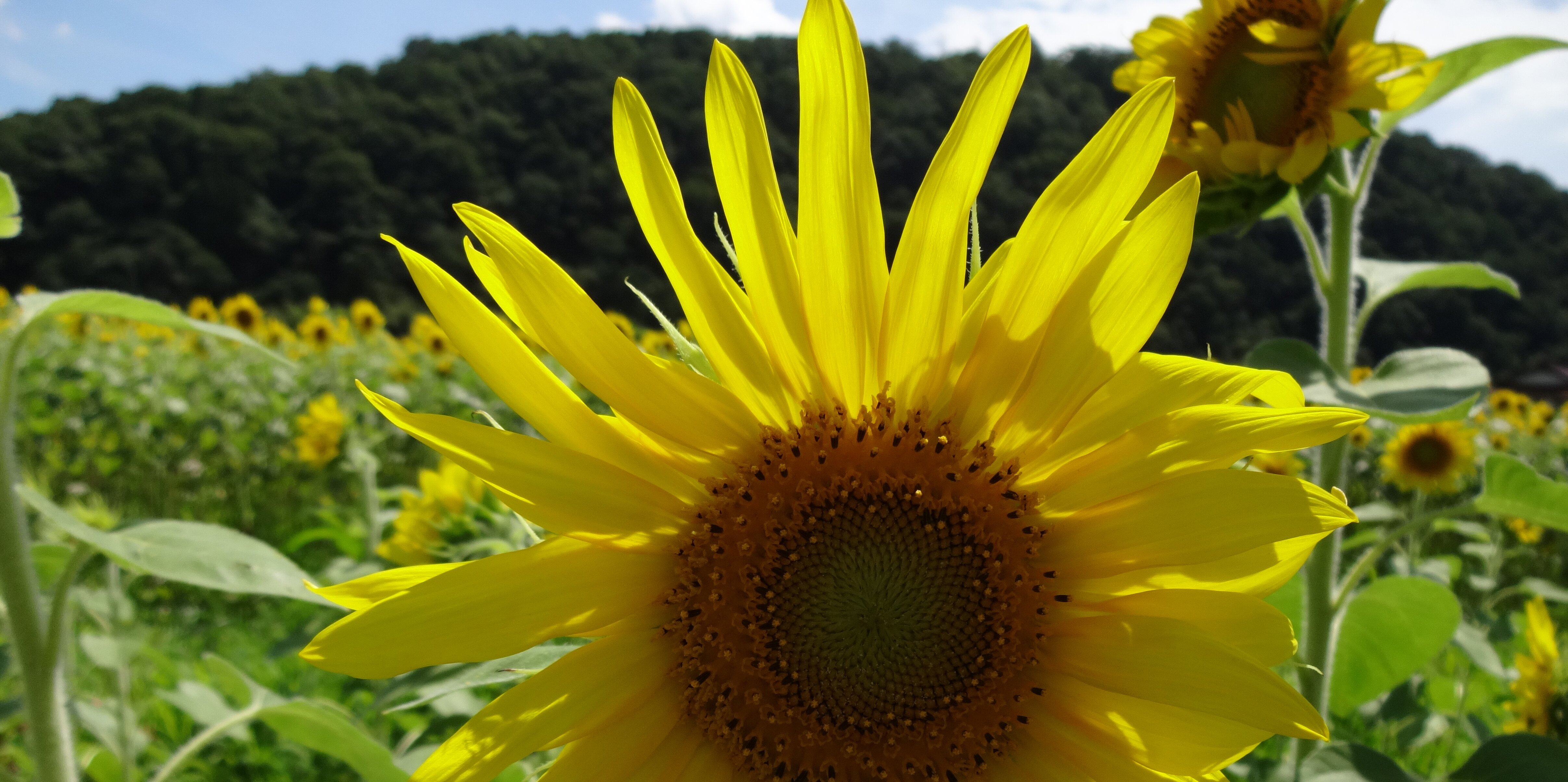 chankaa7's profile banner image