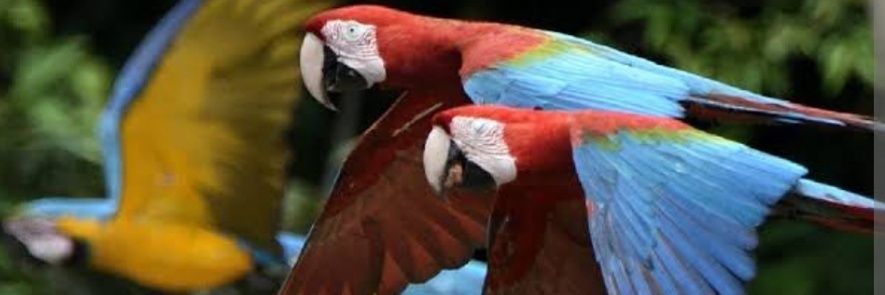 SteevOr's profile banner image