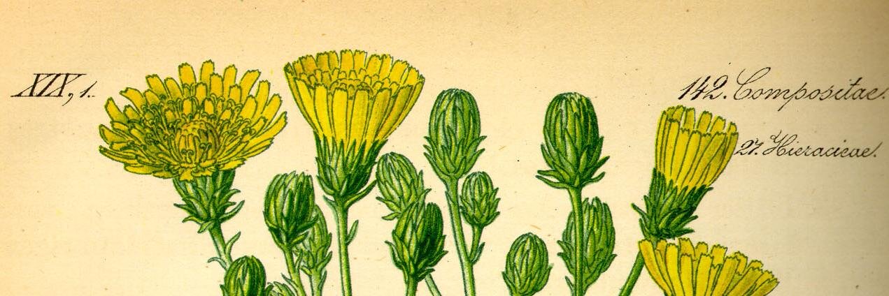 Caroline Aksich banner