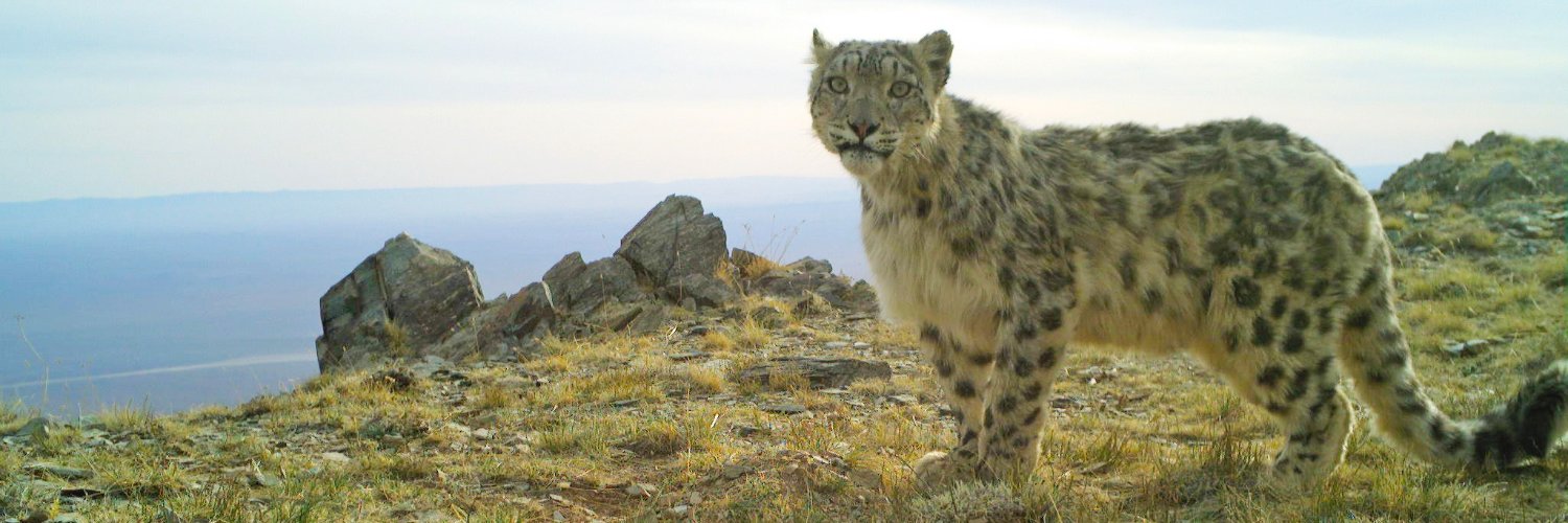 snowleopards's profile banner image