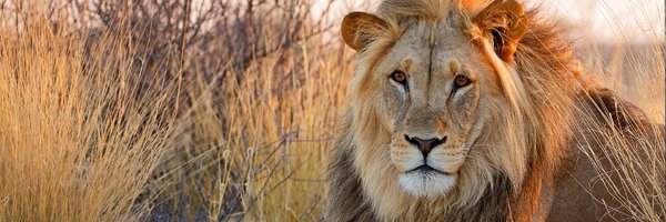 BornFreeFDN Profile Banner