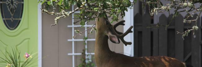 Port Townsend Leader banner