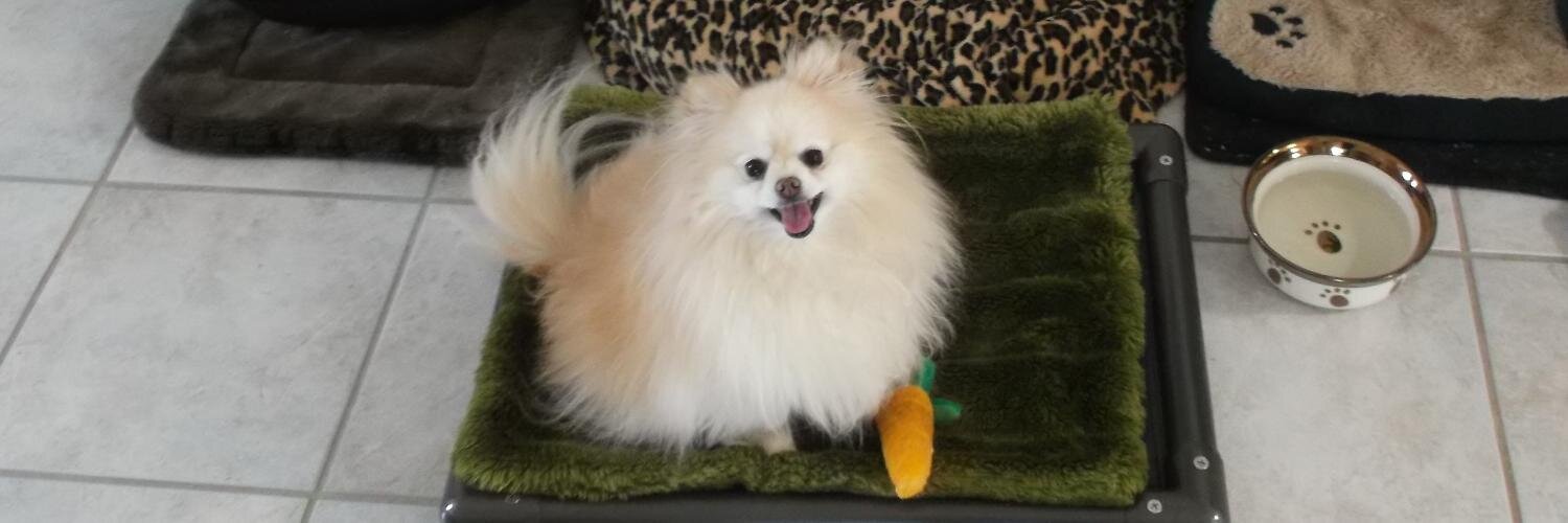 tinydogsrule's profile banner image
