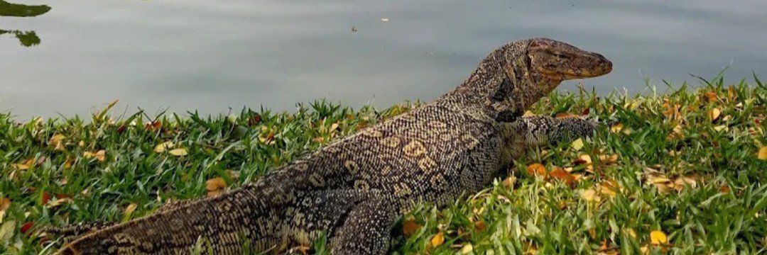 Geegeeisvaranus's profile banner image