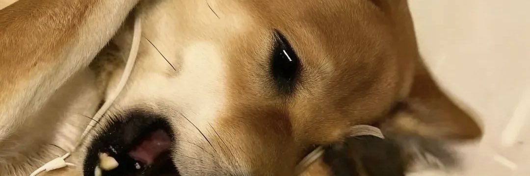jiangioi's profile banner image