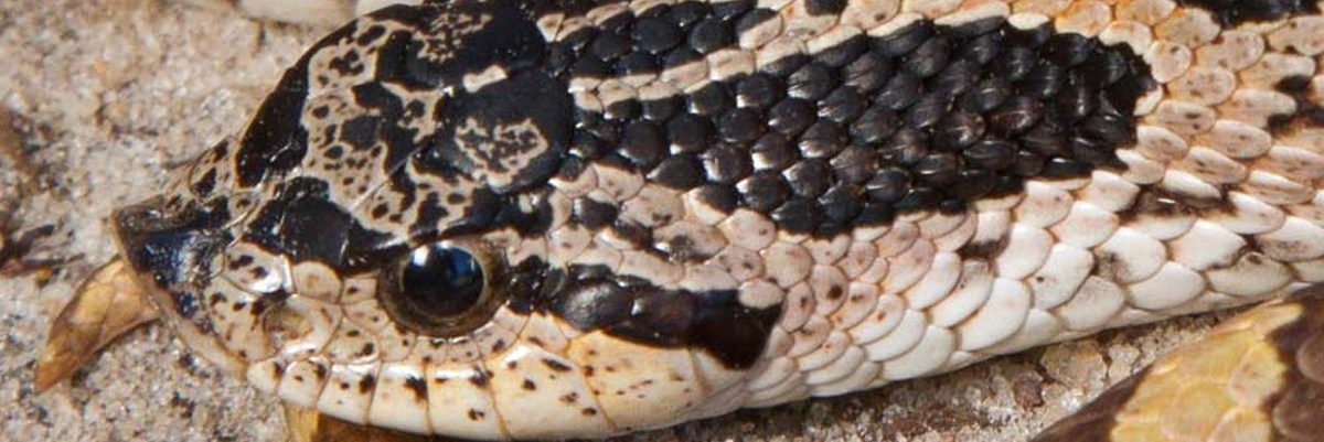 Hoppean Snake banner