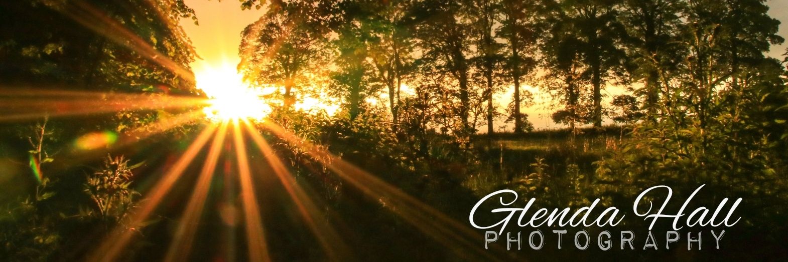 glendahall2's profile banner image